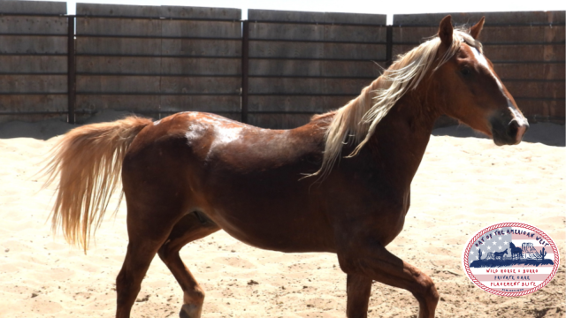 Dun Gelding trotting in corral