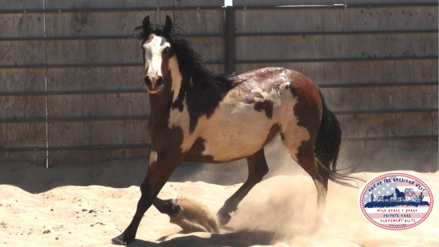 Pinto Gelding trotting in corral and kicking up dust
