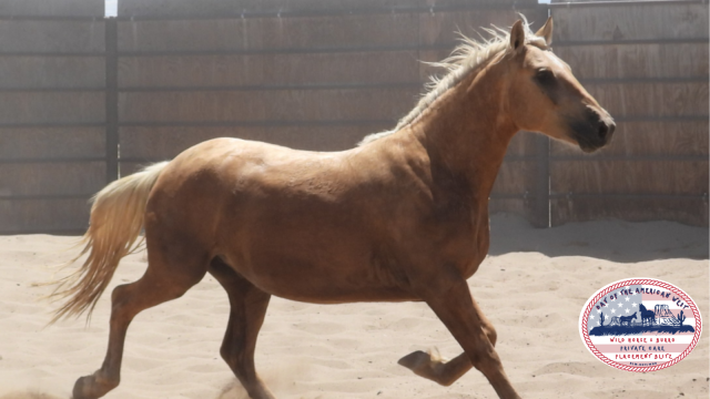 Palomino Gelding trotting in corral