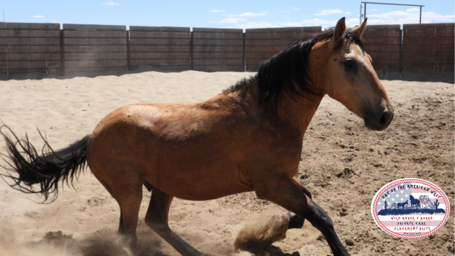 Buckskin Gelding mid trot in corral