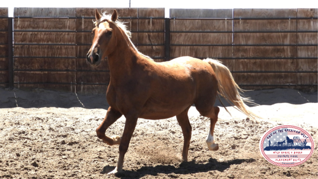 Palomino Gelding trotting in corral