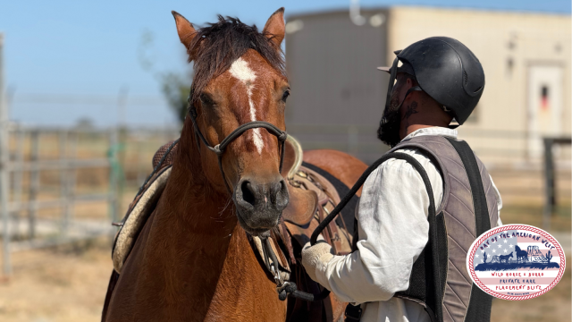 Wilbur saddled up with helmeted rider holding reins