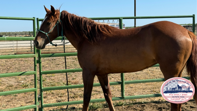 May standing next to green corral gate in harness and reins