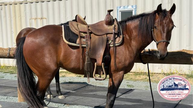 Ranger all saddled up near a sidewalk.