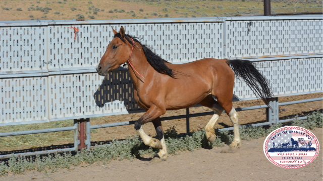 Pinto running along a fence