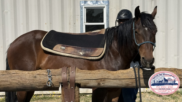 April all saddled up and reins wrapped around a rail.