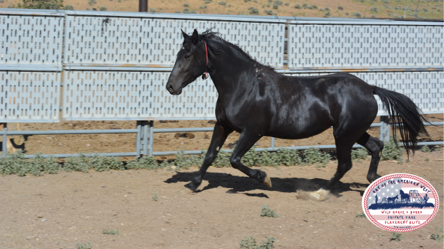 Black wild horse running in corral