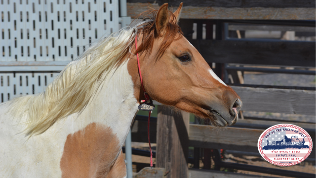 Head shot of Pinto wild horse