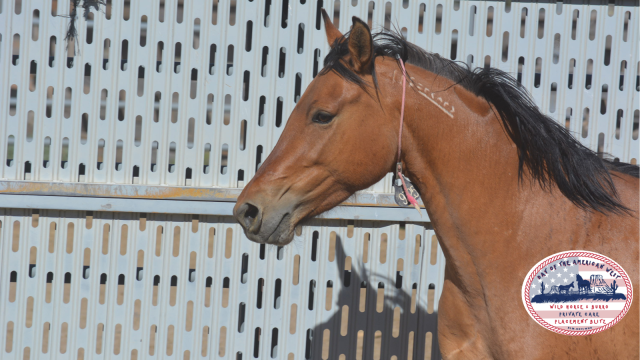 head shot of dun mare wild horse