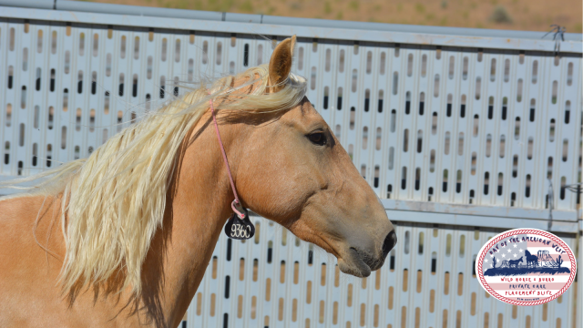 Head shot of palomino filly wild horse
