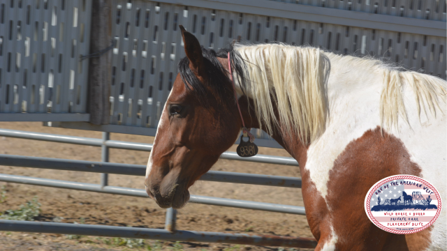 head shot of pinto mare wild horse in corral