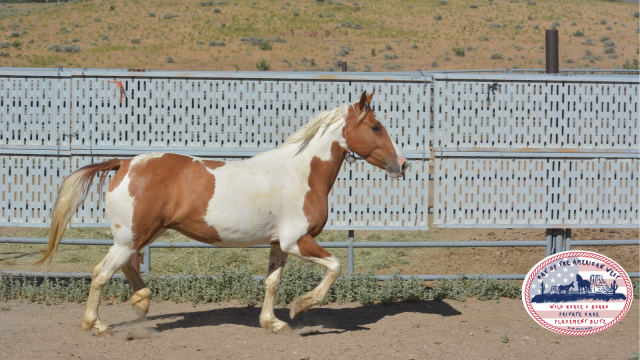 Pinto mare trotting in Corral
