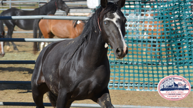 Black horse with white forehead marking and bright blue eyes in corral.