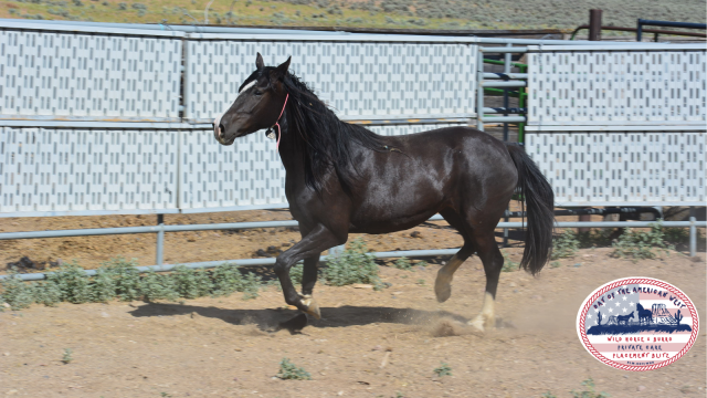  black mare trotting in corral