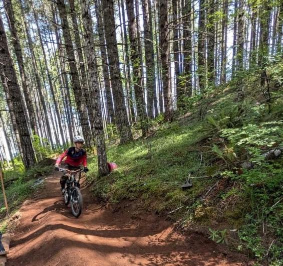 Mountain biker riding along a narrow dirt trail through a dense forest of tall, straight trees with filtered sunlight and green undergrowth.