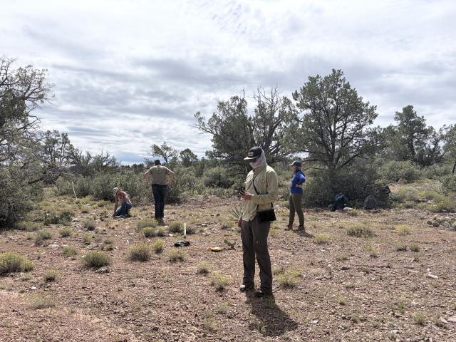 A group of workers in a desert landscape with patches of grass and trees in the background