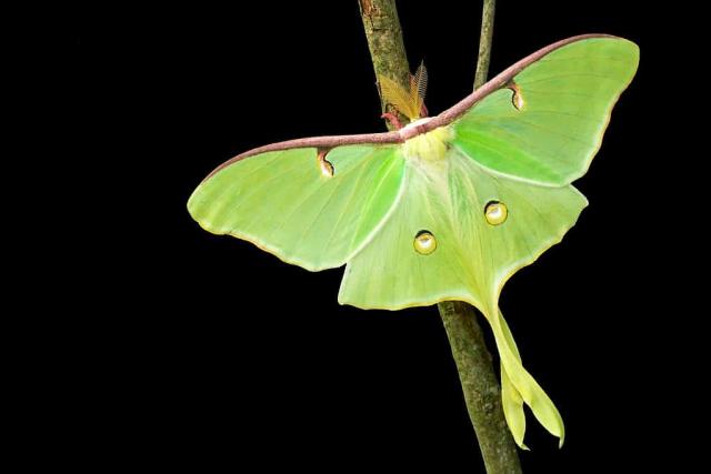 A bright green moth with long tail-like hindwings and two circular markings on each wing rests on a branch against a black background.