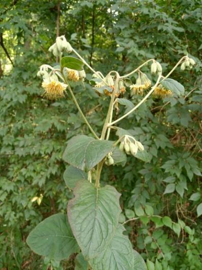 A tall woodland plant with large, rough green leaves and several drooping yellow-brown flower heads, set against dense green foliage.