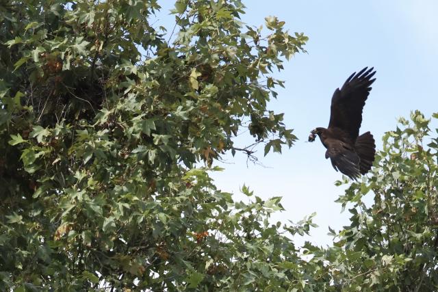 Dark bird flying near leafy tree branches against a blue sky