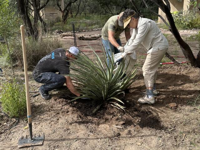 three people with a spiny, green yucca in a dirt garden