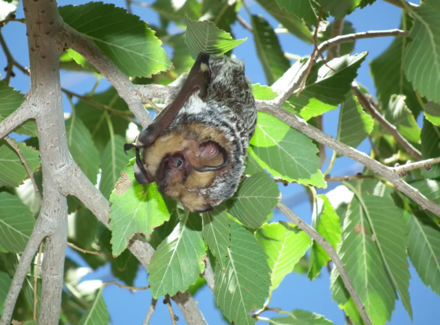 A hoary bat hangs from a tree branch during daylight hours. Hoary bats are known for the silver-white tips on their fur that create a frosted appearance. (Photo courtesy of U.S. Fish and Wildlife Service)