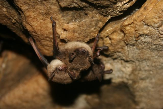 Little brown bats hang from the ceiling of a cave roost. The species often forms colonies in caves and other sheltered environments. (Photo courtesy of U.S. Fish and Wildlife Service)