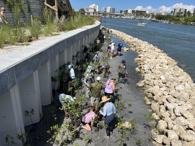 Dozens of volunteers work together to plant mangrove seedlings along a waterfront shoreline protected by a rock breakwater and seawall.