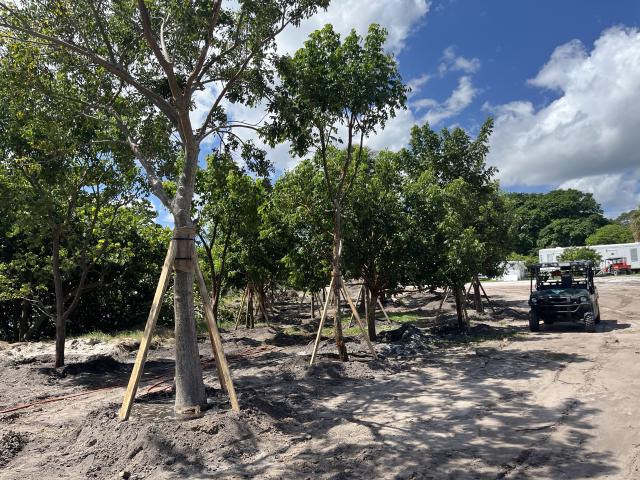 Newly planted coastal trees supported by wooden braces line a sandy restoration area near a shoreline, with maintenance vehicles and equipment in the background.