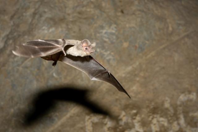 Close-up of a Mexican free-tailed bat flying inside a cave. The bat's wings are spread wide, showing the thin flight membranes, while the rocky cave wall appears softly blurred in the background. A dark shadow of the bat is visible below it.