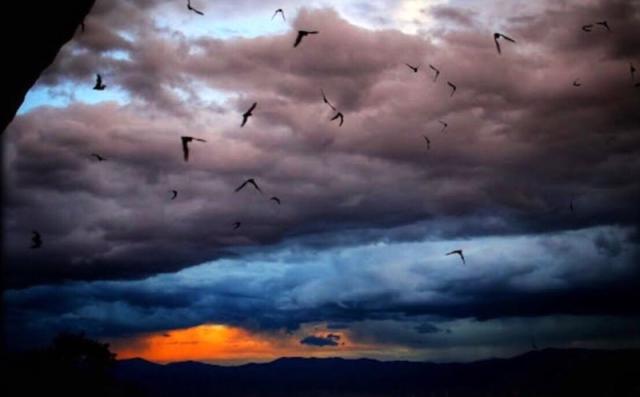 Silhouettes of numerous bats flying across a dramatic evening sky filled with dark storm clouds. A vivid orange glow from the setting sun illuminates the horizon above distant mountain ridges, creating a striking contrast with the blue-gray clouds and the bats in flight.