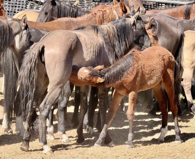 A foal nurse on a mare in poor body condition with other horse nearby