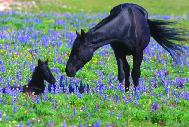 A black adult horse lowers its head toward a black foal lying in a meadow filled with purple and yellow wildflowers.A black adult horse lowers its head toward a black foal lying in a meadow filled with purple and yellow wildflowers. The lush green field is dotted with blooming lupines. The two horses appear to be interacting tenderly amid the vibrant flowers.
