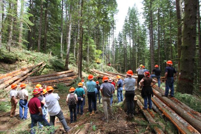 Group of people wearing orange helmets observing logging operations in a dense forest with felled trees on the ground.
