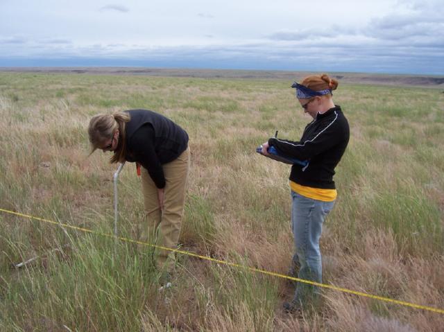 Two people conducting field research in a grassy plain, one bending down to examine the ground while the other records data on a device.