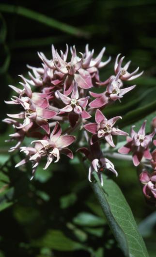 Asclepias speciosa. Photo by Carol Dawson.