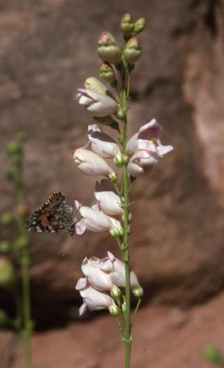 Penstemon palmeri. Photo by Carol Dawson.