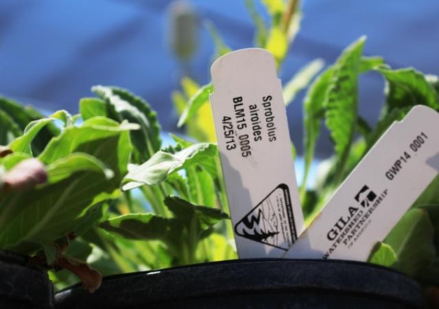 Plants with labels