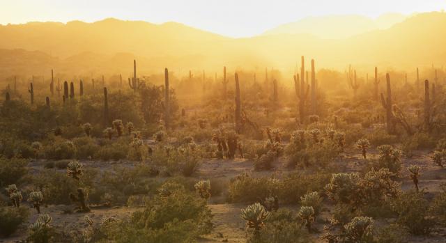 A desert landscape at sunset, bathed in warm golden light. Tall saguaro cacti rise above scattered shrubs and smaller cacti across the desert floor. Layered mountain ranges fade into the hazy distance under a glowing sky.