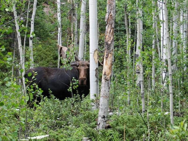 moose
