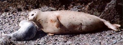 seal pup and its mother