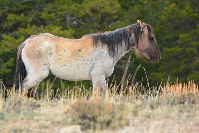 close up of tan and white wild horse with dark mane and tail  from the Pryor Range HMA in Montana