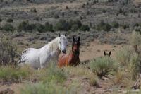 A white horse and a brown horse in shrubs and brush in the Piceance East HMA in Colorado.