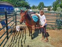 4H student and their horse Rooster in a corral.