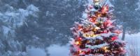 Christmas tree outdoors covered in snow and Christmas lights amongst undecorated trees..