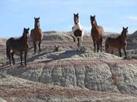 Wild horses stand on a colorful rock outcropping in the Fifteenmile area