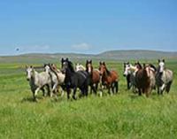 Horses at the Wind River Off-Range Pasture