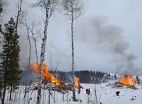 Three slash piles of wood burn yellow and orange in an open grove on a snowy day.