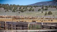Oregon's Wild Horse Corral Facility