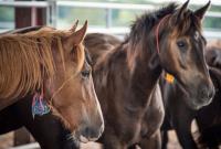 Wild Horses in Ewing Off-Range Corral