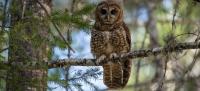 A northern spotted owl sits on a tree branch on BLM-managed public lands in the Medford District.